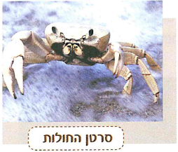(בספר תמונה, היעזר במנחה)